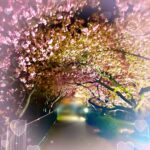 お久しぶりです、きぬです⭐️