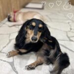 あまねです(՞ ܸ. .ܸ՞)︎?