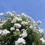 ひかるです?出勤しました！