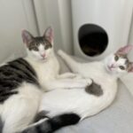 おりん出勤しました?