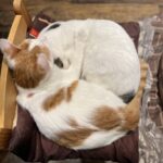 まりね出勤してます！