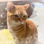 はじめまして！あずきです♡