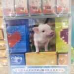 こんにちは♪あにです?