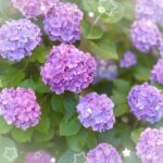 かのんです❣️