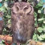 こんにちは！にるです?♡