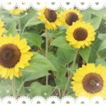 ゆうです?‍♀️