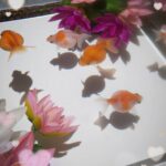 ふぁいです❣️