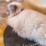 こんにちは！にるです?♡