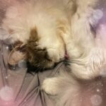 ふぁいです❣️