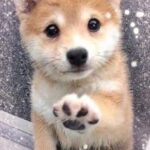 こんばんはきりです(⑉• •⑉)❤︎