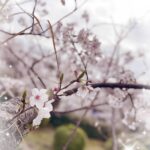 こおりです??！