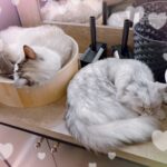 こんにちは⭐️えな到着しましたっ！