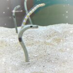 しゃるです❣️?