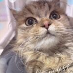 しお到着してます?