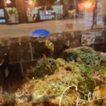 こんにちは、ろみです?