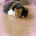 こんにちは、ろみです?☔️